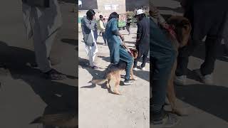 Dog sale market kohat [upl. by Normand122]