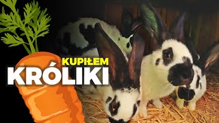 🐰 KUPIŁEM KRÓLIKI 🐰 wizyta u hodowcy 🥕 MOJE MINI ZOO  odc 295 [upl. by Boucher]