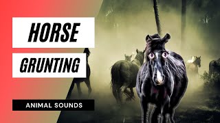 Horse Grunting  Sound Effect  Animation [upl. by Mij91]