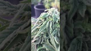 Make feminized seeds How to make and spray silver thiosulfate solution for cannabis and hemp plants [upl. by Nosidam890]