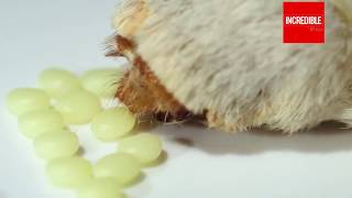 Silkworm Lifecycle From Egg to Worm  Cocoon  Moth  Laying Eggs  Timelapse amp Closeup [upl. by Ntisuj]