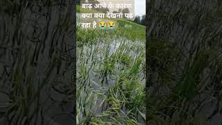 बाढ़ aane ke Karan hua sabhi ka kheti kharab sabhi Kisan bhai ka mehnat bekar aap log sports karo [upl. by Airet]