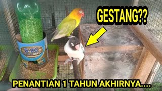 LOVEBIRD GESTANG INI AKHIRNYA PUNYA ANAK [upl. by Imiaj843]