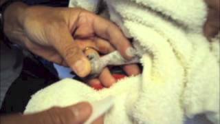 African Grey Parrot Blood Test by Dr G [upl. by Teresina]