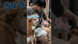 長男一時帰国パニック 柴犬スティーブ [upl. by Adella]