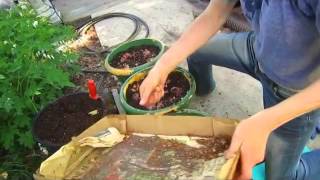 Container Gardens  Wisconsin Garden Video Blog 514 [upl. by Lladnik]