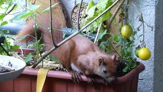 Eichhörnchen in Berlin auf dem BioBalkon im 6 OG  Naturbalkon  Natur in der Stadt  Stadtnatur [upl. by Akirdnwahs487]