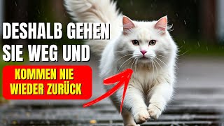 Die 6 überraschenden Gründe warum Katzen von zu Hause weglaufen und nie mehr zurückkehren [upl. by Atiral]