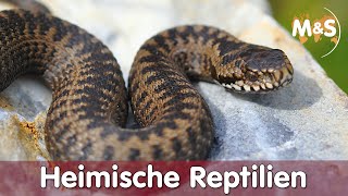 Heimische Reptilien  Welche Reptilien gibt es in Deutschland  ABCH [upl. by Penoyer842]