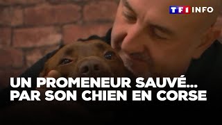 Un promeneur sauvé… par son chien en Corse [upl. by Luigino523]