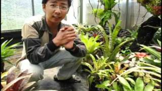 自由之森 Free Forest 蜻蜓鳳梨介紹bromeliadsAechmea introduction [upl. by Lemrahc]