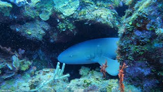 Found a Shark hiding in the coral  Roatan  72924 [upl. by Laerdna]