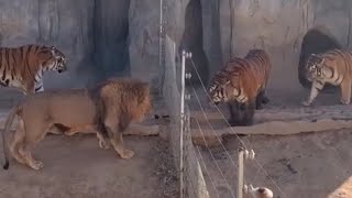 Lion VS Tiger Real Fight  Tiger VS Lion  Tough Creatures [upl. by Thornie]