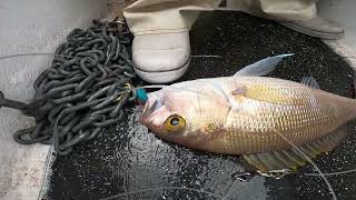 Deep drop Opakapaka action Red snapper in Hawaii is one of the best fish to eattry it [upl. by Ellicul]