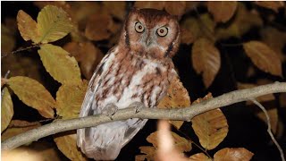 Eastern ScreechOwl Whinny and Trill Call [upl. by Monteria]