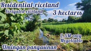 lot354 residential riceland 3has 25M only investment property umingan pangasinan [upl. by Lorianna556]