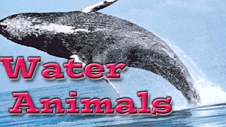 Water Animals for Children  Kids Learning Videos [upl. by Cherice]