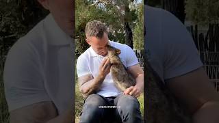 Quokka animal sciencefacts facts shorts [upl. by Sibilla425]