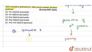 Each secondary spermatocyte after second meiotiic divison produces [upl. by Nnoryt711]