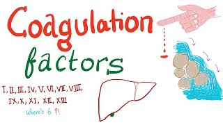 Coagulation Factors  Hemostasis  Hematology [upl. by Asennav339]