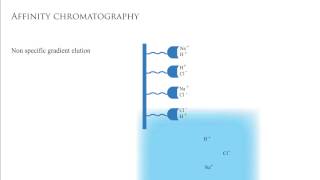 Affinity Chromatography [upl. by Spragens730]