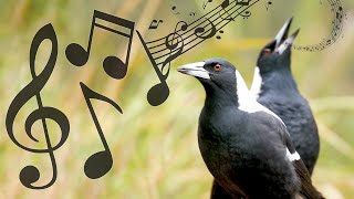 Australian Magpies NonStop Singing Compilation Warbling amp Carolling  Complex Calls [upl. by Manella]