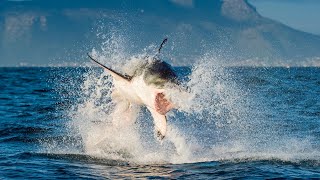 Great White Shark Jumping Out of Water [upl. by Brower245]