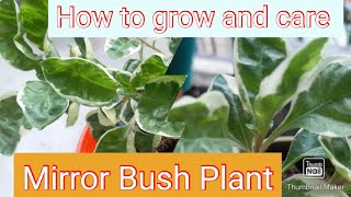 How to grow and care coprosma plant  Marble queen tips [upl. by Terza]