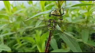 Dragonfly rubbing his nose [upl. by Ardra]