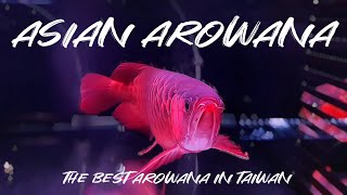 THE BEST AROWANA IN TAIWAN  Asian arowana [upl. by Poulter]