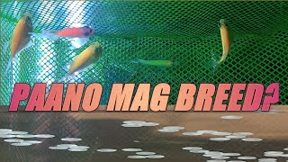 PAANO MAG BREED NG GLO TETRA  How to breed Glo Tetra [upl. by Ripleigh676]