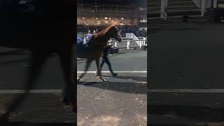 Racehorses newcastle [upl. by Ahsiaa]