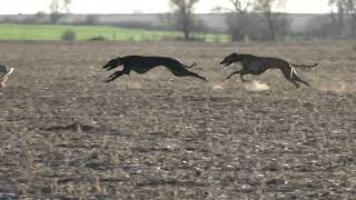 galgos vs liebres compilado de algunas carreras Junio 2024 [upl. by Bushore]