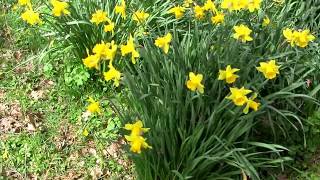 Daffodil Islands  Springtime in England [upl. by Llenyl]