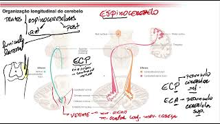 Caso clínico cerebelo questões 4 5 e 6 [upl. by Tranquada]