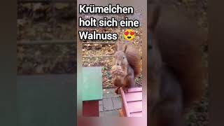 Krümelchen holt sich eine Walnuss cuteanimals squirrel [upl. by Rik]