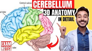 external features of cerebellum anatomy 3d  morphological and functional division of cerebellum [upl. by Sackville824]