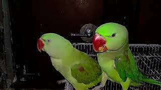 Parrots Talking Like Humans Its More Common Than You Think [upl. by Eelrebmyk]