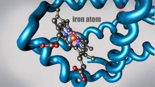 What is a Protein Learn about the 3D shape and function of macromolecules [upl. by Anhaj199]