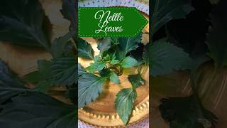 Health Benefits of Stinging Nettle Leaves [upl. by Radbourne]