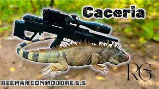 Caceria de IGUANA 🦎 con PCP  Revisamos los ESPIADEROS y Pusimos CAMARA trampa 🦌📹 [upl. by Michon]