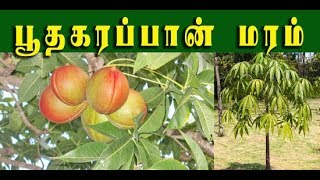 Sterculia foetida  பூதகரப்பானின் வைத்திய முறைகள்  Poothakarappaan [upl. by Chickie]