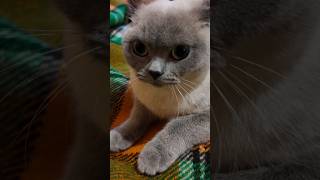 Adorable British shorthair cat which will melt your heart [upl. by Enitsahc]