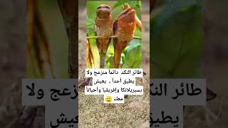 طائر النكد دائماً منزعج ولا يطيق أحداً ، يعيش بسيريلانكا وإفريقيا وأحياناً معك 🙂 [upl. by Revorg252]