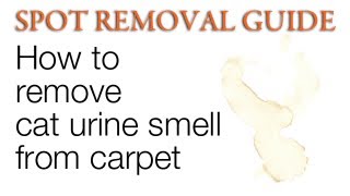 How to Remove Cat Urine Smell from Carpet  Spot Removal Guide [upl. by Emiolhs]