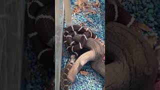 King Snake vs Rattle Snake part 2 [upl. by Utimer]