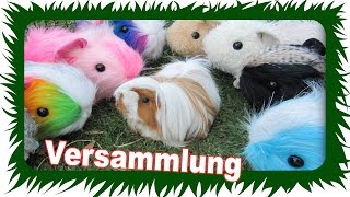 Die Meerschweinchen Versammlung  Die Meeries [upl. by Ymac803]