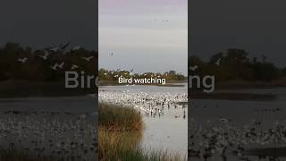 Sacramento National Wildlife Refuge part 2 birds nature bird wildlife sunset [upl. by Hieronymus]