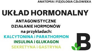 antagonistyczne działanie HORMONÓW układ hormonalny  Anatomia człowieka KOREPETYCJE z BIOLOGII 301 [upl. by Hteb]