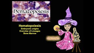 Hematopoiesis Origins Lineages and Bone Marrow CC [upl. by Cornia838]